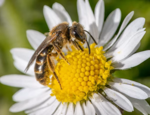 Græslandsmalbi - Lasioglossum albipes - Hun, , Fotograf Claus Bach.