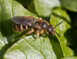 Græslandsmalbi - Lasioglossum albipes - Hun, , Fotograf Claus Bach.