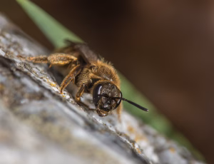 Græslandsmalbi - Lasioglossum albipes - Hun, , Fotograf Claus Bach.