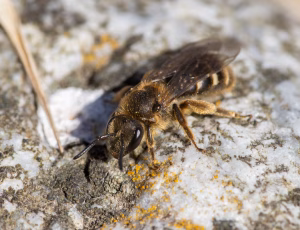Græslandsmalbi - Lasioglossum albipes - Hun, , Fotograf Claus Bach.