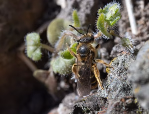 Græslandsmalbi - Lasioglossum albipes - Hun, , Fotograf Claus Bach.