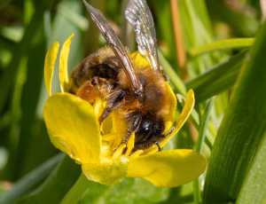 Tofarvet jordbi - Andrena bicolor -Hun, , Fotograf Claus Bach.