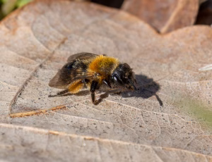Tofarvet jordbi - Andrena bicolor -Hun, , Fotograf Claus Bach.