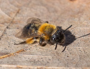 Tofarvet jordbi - Andrena bicolor -Hun, , Fotograf Claus Bach.