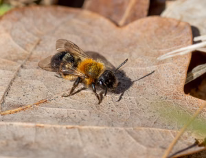 Tofarvet jordbi - Andrena bicolor -Hun, , Fotograf Claus Bach.