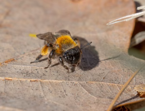 Tofarvet jordbi - Andrena bicolor -Hun, , Fotograf Claus Bach.