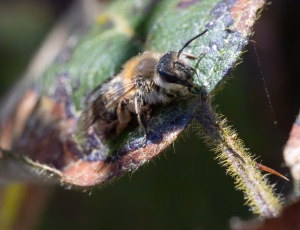 Vårsilkebi - Colletes cunicularius - Hun, , Fotograf Claus Bach.