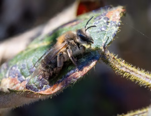 Vårsilkebi - Colletes cunicularius - Hun, , Fotograf Claus Bach.