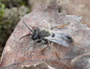 Rødbrystet jordbi - Andrena clarkella - Han, , Fotograf Claus Bach.