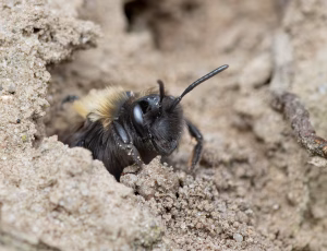 Rødbrystet jordbi - Andrena clarkella - Hun, , Fotograf Claus Bach.