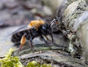 Rødbrystet jordbi - Andrena clarkella - Hun, , Fotograf Claus Bach.