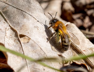 Sortbrun jordbi - Andrena nigroaenea - Hun, , Fotograf Claus Bach.