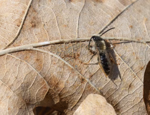 Havejordbi - Andrena haemorrhoa - Han, , Fotograf Claus Bach.