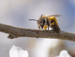 Forårsjordbi - Andrena praecox - Hun, , Fotograf Claus Bach.