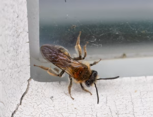 Æblejordbi - Andrena helvola - Hun, , Fotograf Claus Bach.