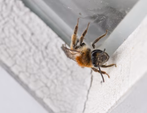 Æblejordbi - Andrena helvola - Hun, , Fotograf Claus Bach.