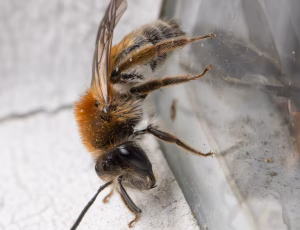 Æblejordbi - Andrena helvola - Hun, , Fotograf Claus Bach.
