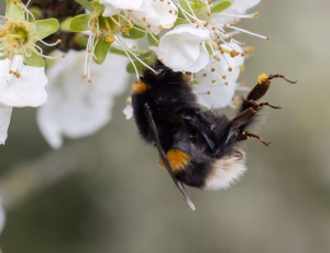 Mørk jordhumle - Bombus terrestris - Dronning, , Fotograf Claus Bach.