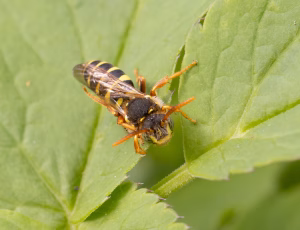Sortgul hvepsebi - Nomada goodeniana - Han, , Fotograf Claus Bach.