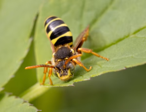 Sortgul hvepsebi - Nomada goodeniana - Han, , Fotograf Claus Bach.