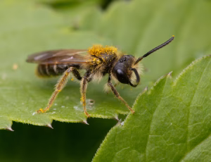 Gulbenet jordbi - Andrena chrysosceles - Han, , Fotograf Claus Bach.