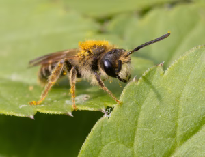 Gulbenet jordbi - Andrena chrysosceles - Han, , Fotograf Claus Bach.