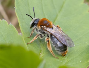 Havejordbi - Andrena haemorrhoa - Hun, , Fotograf Claus Bach.