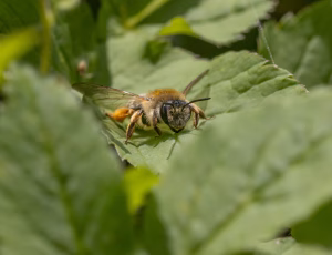 Hvidbåndet jordbi - Andrena gravida - Hun, , Fotograf Claus Bach.