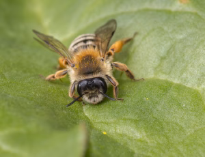 Hvidbåndet jordbi - Andrena gravida - Hun, , Fotograf Claus Bach.
