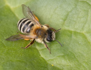 Hvidbåndet jordbi - Andrena gravida - Hun, , Fotograf Claus Bach.