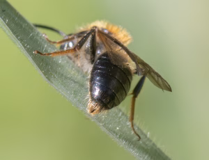 Æblejordbi - Andrena helvola - Han, , Fotograf Claus Bach.