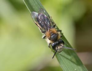 Æblejordbi - Andrena helvola - Han, , Fotograf Claus Bach.