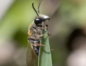 Æblejordbi - Andrena helvola - Han, , Fotograf Claus Bach.
