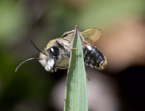 Æblejordbi - Andrena helvola - Han, , Fotograf Claus Bach.