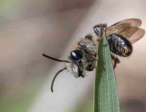 Æblejordbi - Andrena helvola - Han, , Fotograf Claus Bach.