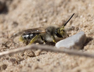 Sandjordbi - Andrena barbilabris - Han, , Fotograf Claus Bach.