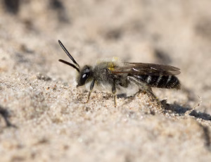 Sandjordbi - Andrena barbilabris - Han, , Fotograf Claus Bach.