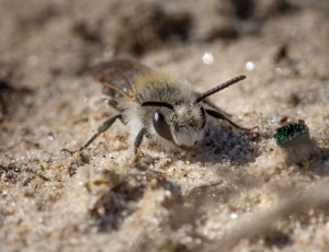 Sandjordbi - Andrena barbilabris - Han, , Fotograf Claus Bach.