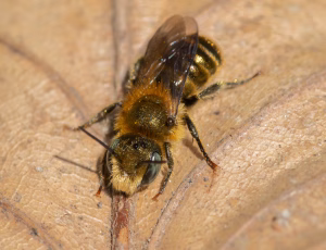 Blå murerbi - Osmia caerulescens - Han, , Fotograf Claus Bach.