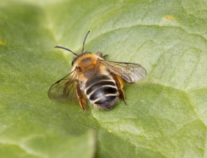 Hvidbåndet jordbi - Andrena gravida - Hun, , Fotograf Claus Bach.