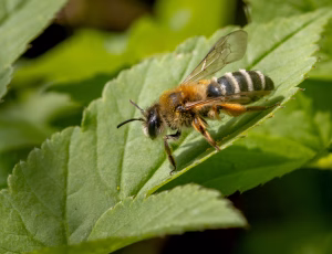 Hvidbåndet jordbi - Andrena gravida - Hun, , Fotograf Claus Bach.