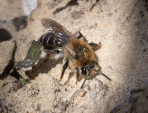 Sandjordbi - Andrena barbilabris - Hun, , Fotograf Claus Bach.