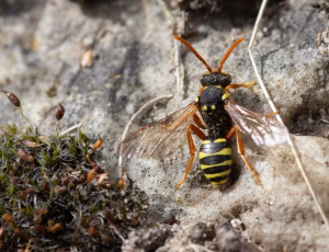 Sortgul hvepsebi - Nomada goodeniana - Hun, , Fotograf Claus Bach.