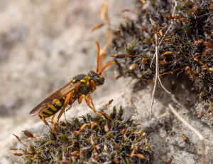 Sortgul hvepsebi - Nomada goodeniana - Hun, , Fotograf Claus Bach.
