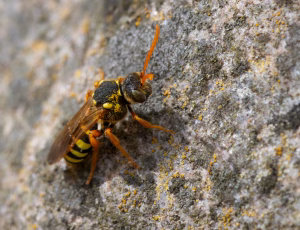 Sortgul hvepsebi - Nomada goodeniana - Hun, , Fotograf Claus Bach.