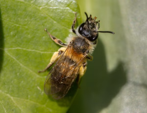 Bredrandet jordbi - Andrena synadelpha - Hun, , Fotograf Claus Bach.