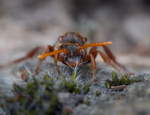 Parkhvepsebi - Nomada panzeri - Hun, , Fotograf Claus Bach.