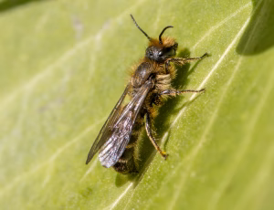 Ranunkelsaksebi - Chelostoma florisomne - Han, , Fotograf Claus Bach.