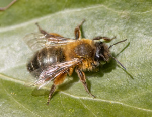 Sortbrun jordbi - Andrena nigroaenea - Hun, , Fotograf Claus Bach.