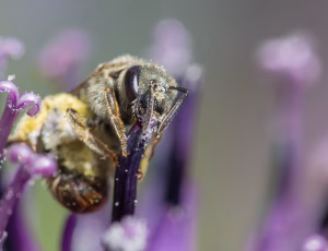Bronzevejbi - Halictus tumulorum - Hun, , Fotograf Claus Bach.